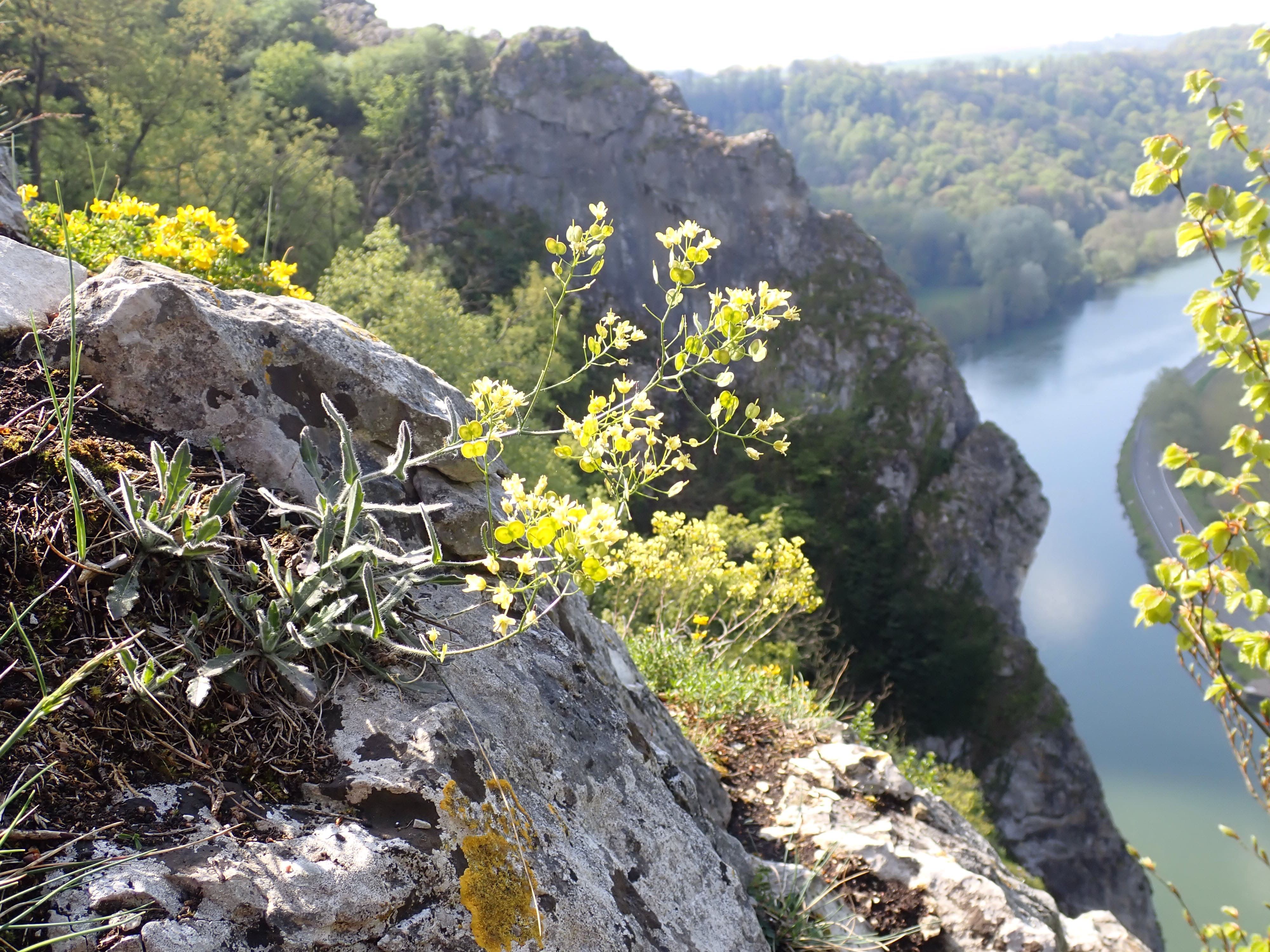 Nature 1