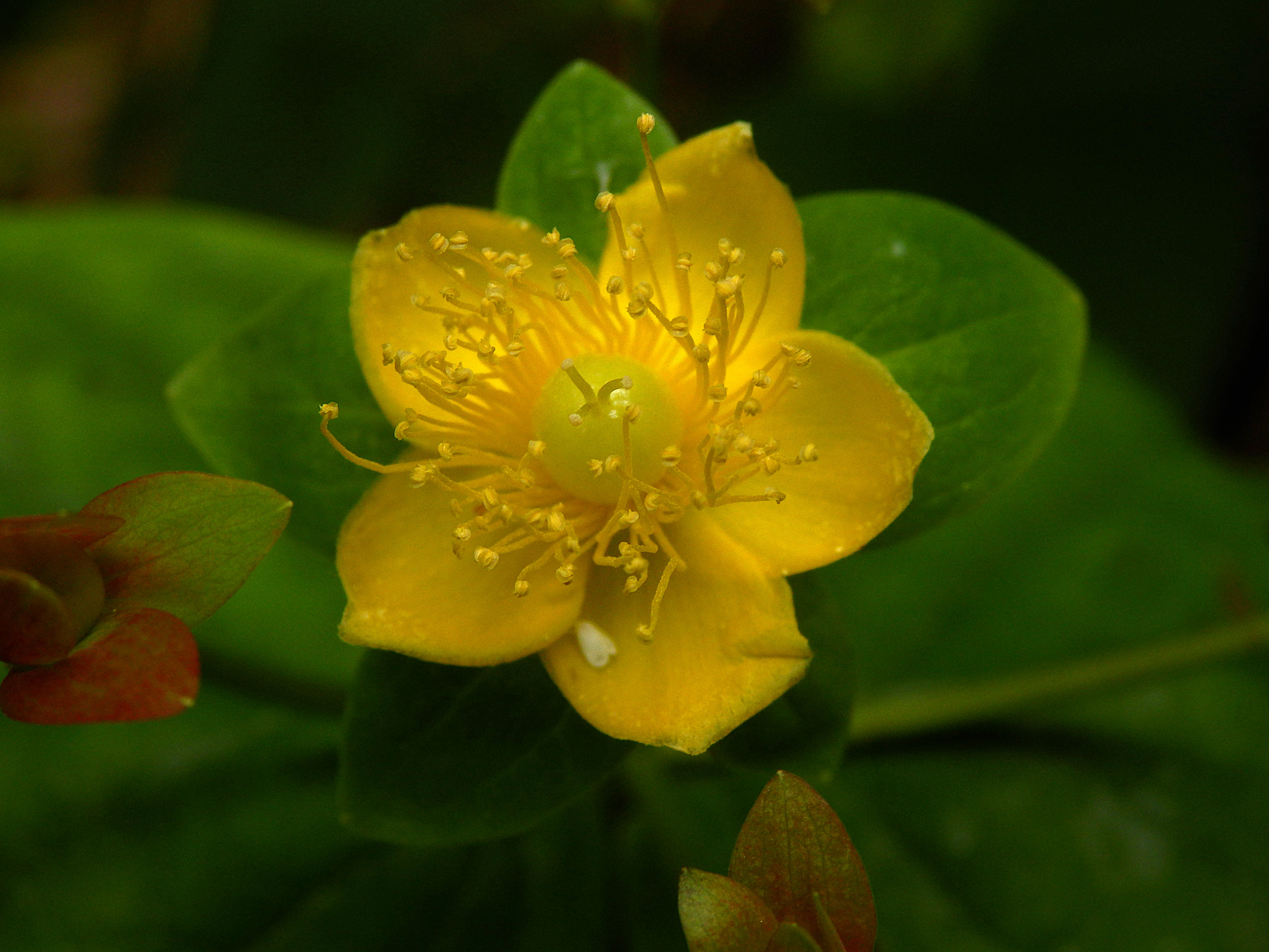 Nature 3